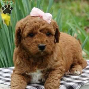 Misty Dawn, Mini Labradoodle Puppy